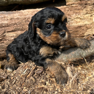 Cavapoo Puppy Sassy