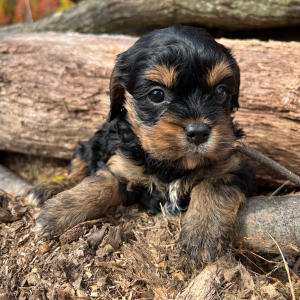 Cavapoo Puppy Sassy