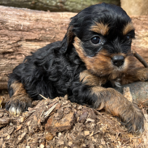 Cavapoo Puppy Sassy