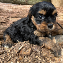 Cavapoo Puppy Sassy