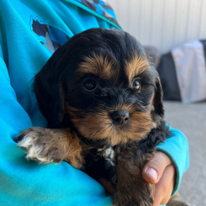 Cavapoo Puppy Sassy