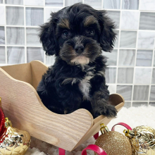 Cockapoo Puppy Axel