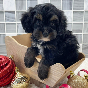 Cockapoo Puppy Axel