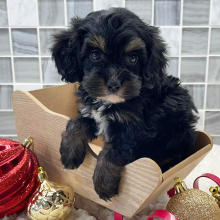 Cockapoo Puppy Axel