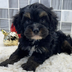 Cockapoo Puppy Axel