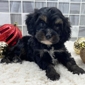 Cockapoo Puppy Axel