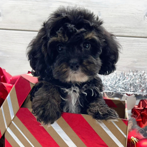 Cockapoo Puppy Axel