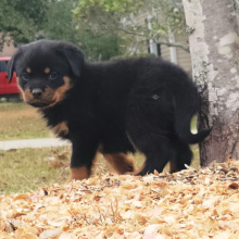 Rottweiler Puppy Foxy