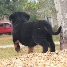 Rottweiler Puppy Foxy