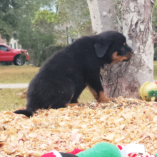 Rottweiler Puppy Foxy