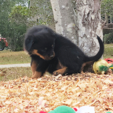 Rottweiler Puppy Foxy