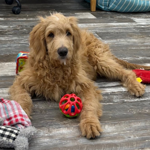 Goldendoodle Puppy Nelson