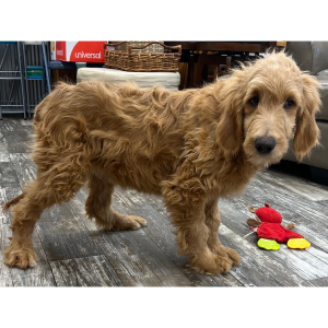 Goldendoodle Puppy Nelson