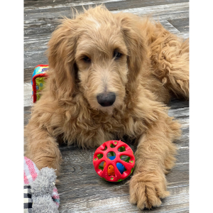 Goldendoodle Puppy Nelson
