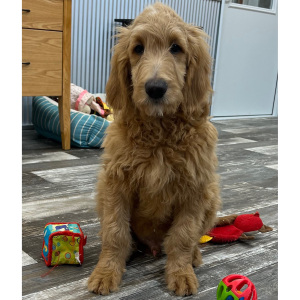 Goldendoodle Puppy Nelson