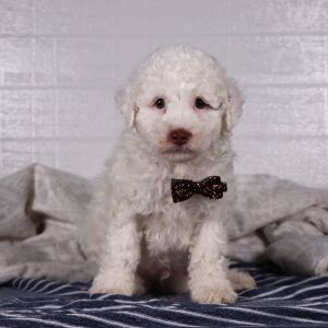 Poodle Puppy Packo