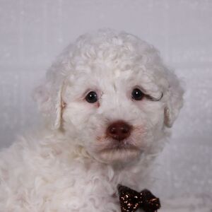 Poodle Puppy Packo