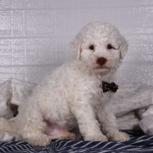 Poodle Puppy Packo