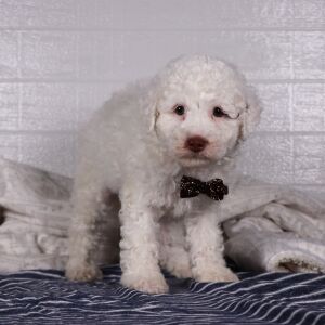 Poodle Puppy Packo