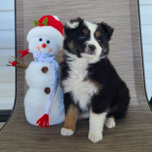 Australian Shepherd Puppy Kali
