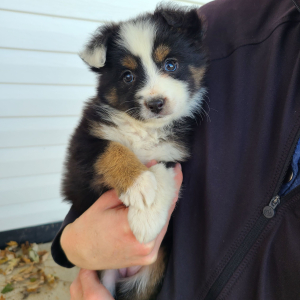 Australian Shepherd Puppy Kali