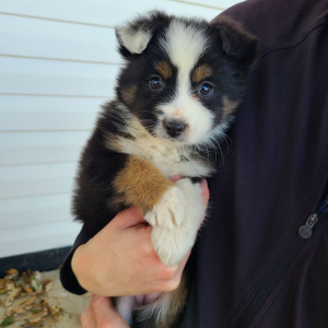 Australian Shepherd Puppy Kali