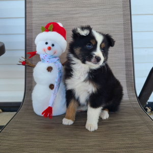 Australian Shepherd Puppy Kali
