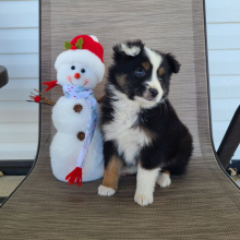 Australian Shepherd Puppy Kali