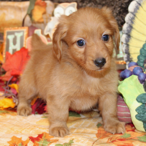 Dachshund Puppy Lane
