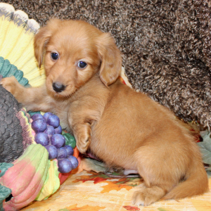 Dachshund Puppy Lane