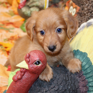 Dachshund Puppy Lane