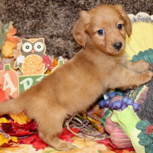 Dachshund Puppy Lane