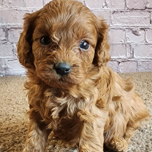 Cavapoo Puppy Keira