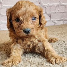 Cavapoo Puppy Keira