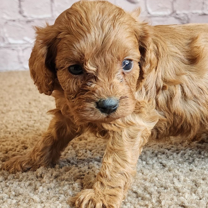 Cavapoo Puppy Keira