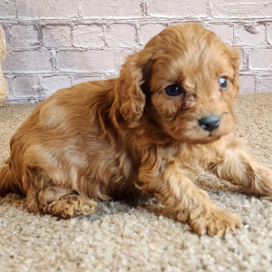 Cavapoo Puppy Keira