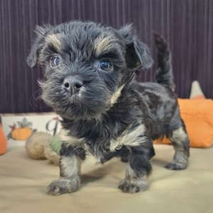 Havanese Puppy Neal