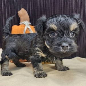 Havanese Puppy Neal