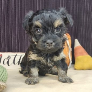 Havanese Puppy Neal