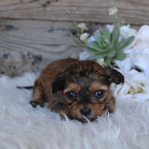 Shihpoo Puppy Lanie