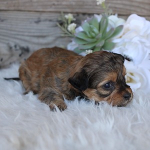 Shihpoo Puppy Lanie