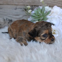 Shihpoo Puppy Lanie