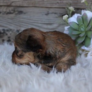Shihpoo Puppy Lanie