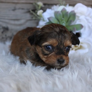 Shihpoo Puppy Lanie