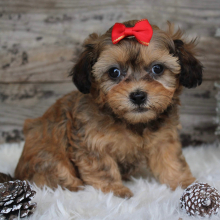 Shihpoo Puppy Lanie