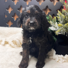 Cavapoo Puppy Bamboo