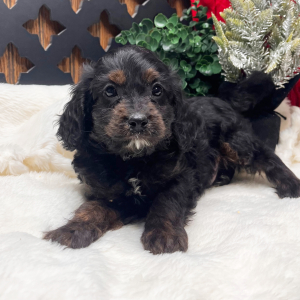Cavapoo Puppy Bamboo