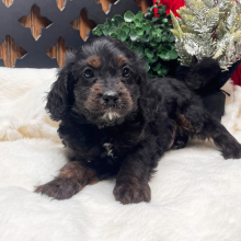 Cavapoo Puppy Bamboo