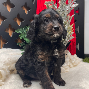 Cavapoo Puppy Bamboo
