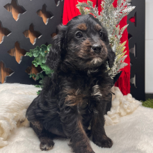 Cavapoo Puppy Bamboo